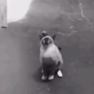 Meet your Posher, Jasmine